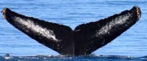 Fluke of Gluey (Mexico)
