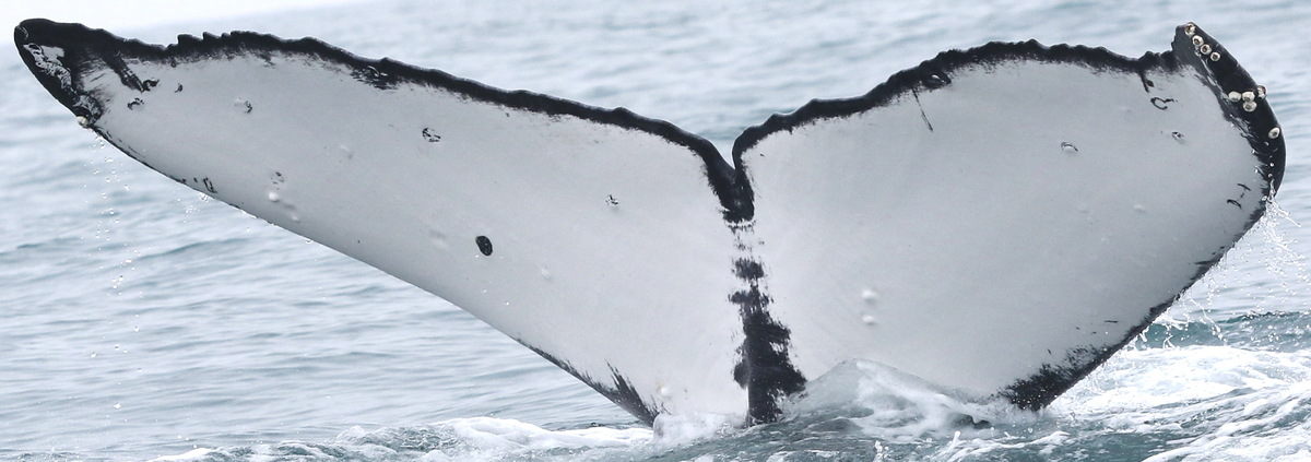 Fluke of Mantoloking