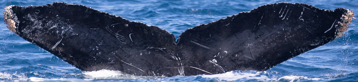Fluke of CRC-15342