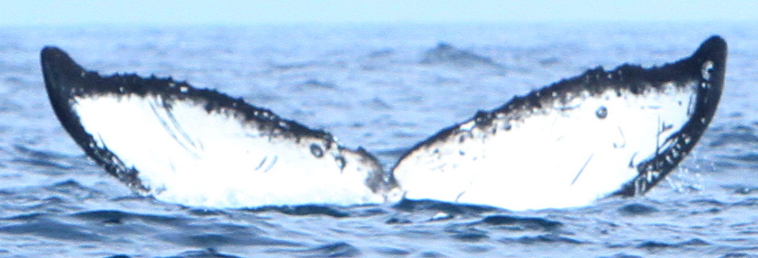 Fluke of CRC-18426