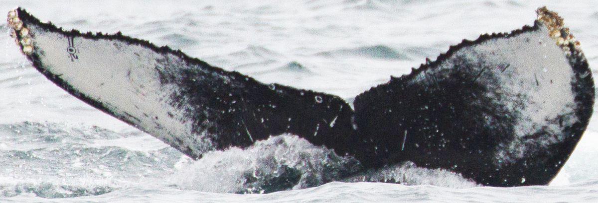 Fluke of Evil Eye (California)