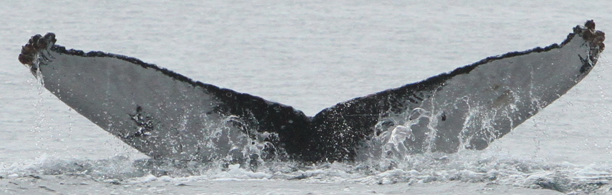Fluke of CRC-18413