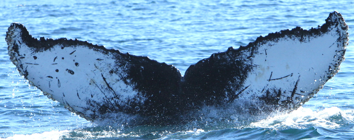 Fluke of CRC-18417