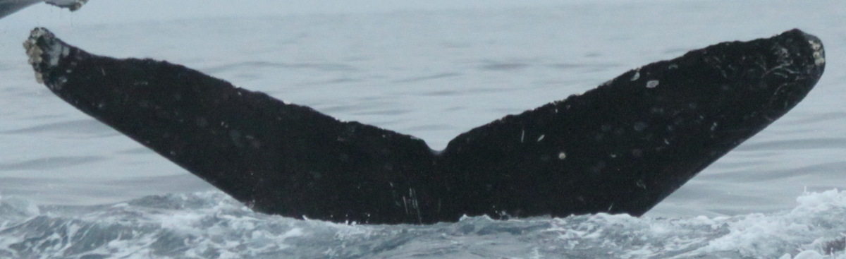 Fluke of CRC-18446