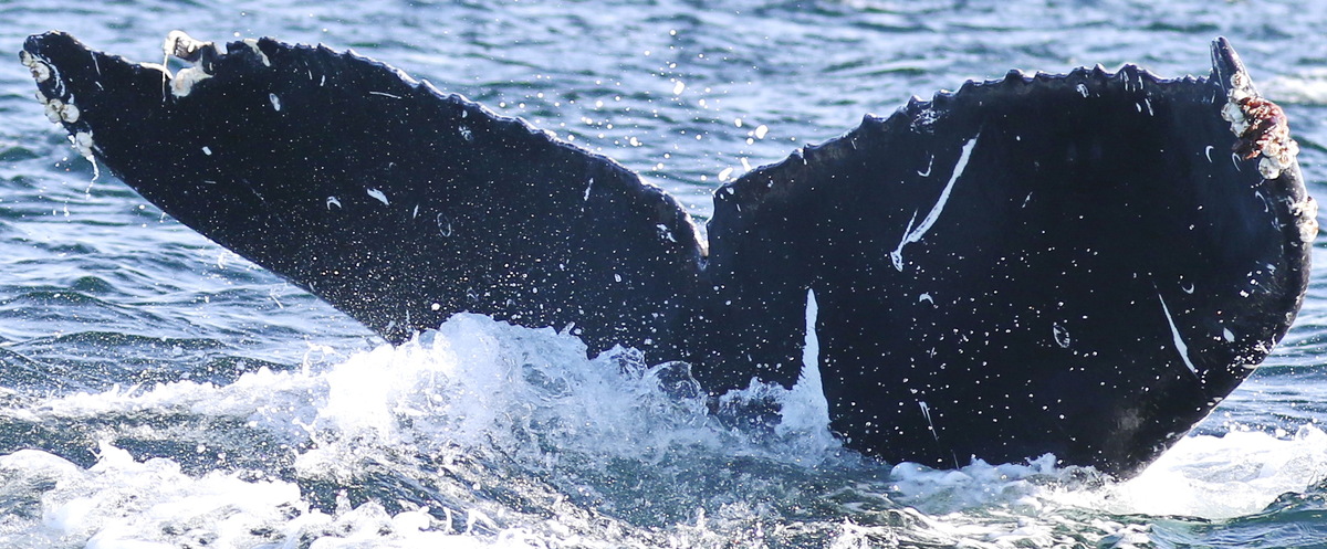 Fluke of Pike (Salish Sea)