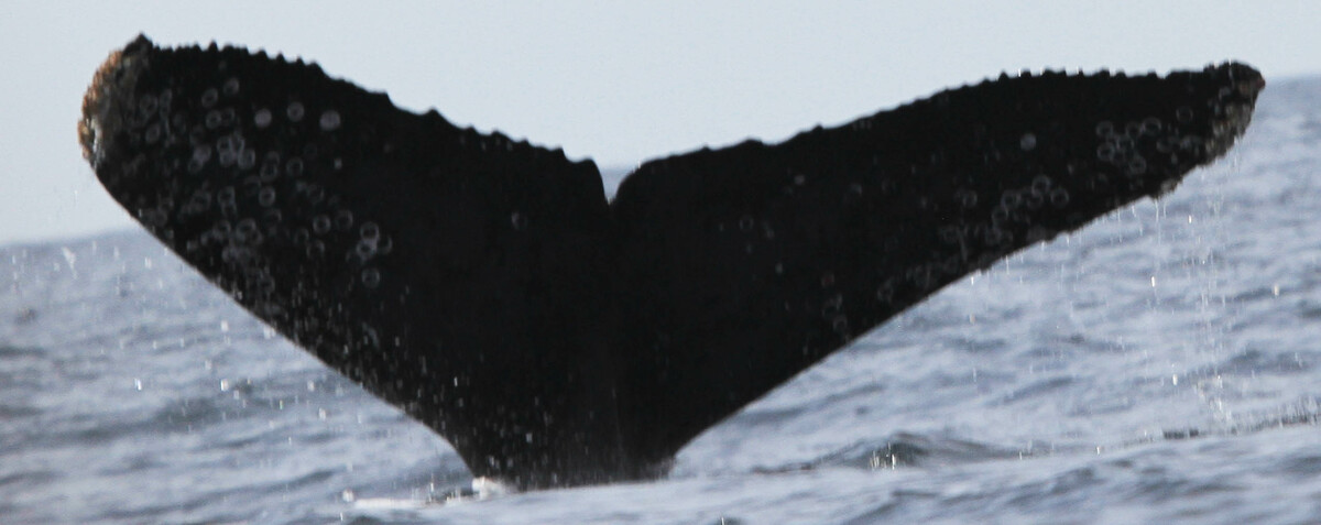 Fluke of CRC-17664