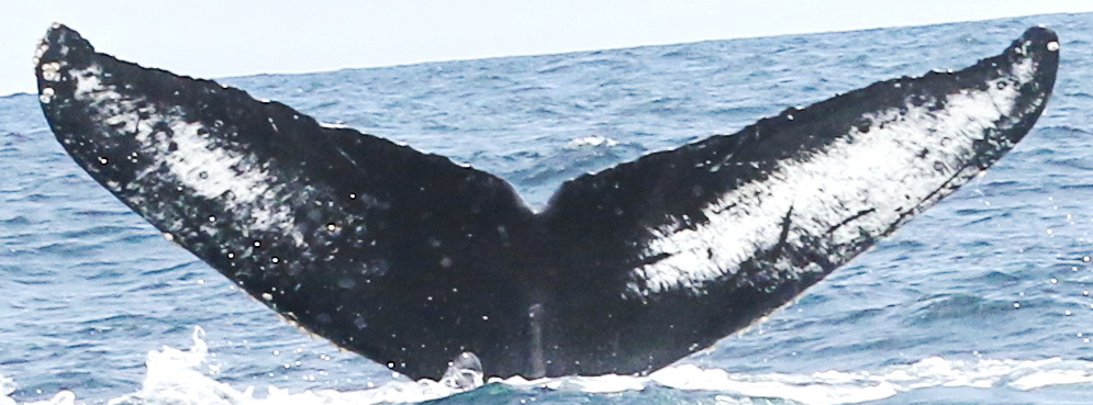 Fluke of CRC-18147