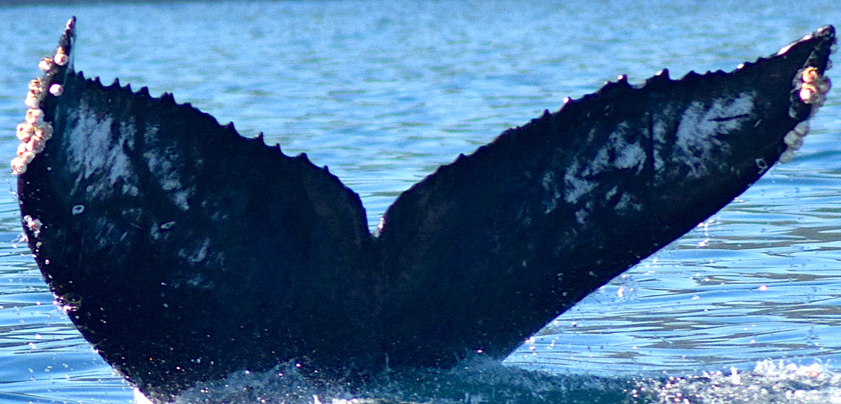 Fluke of CRC-18149