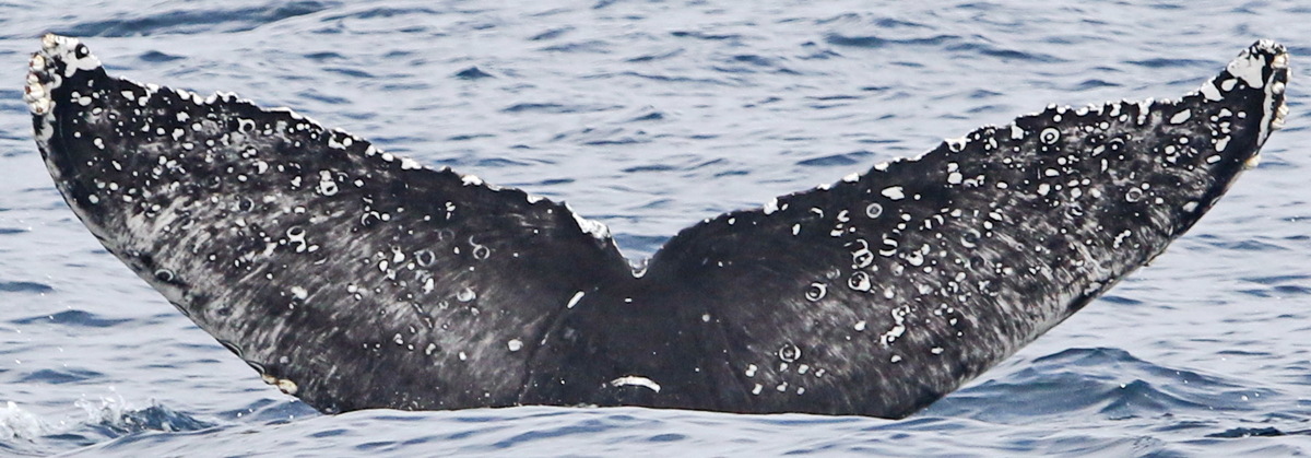 Fluke of CRC-18299