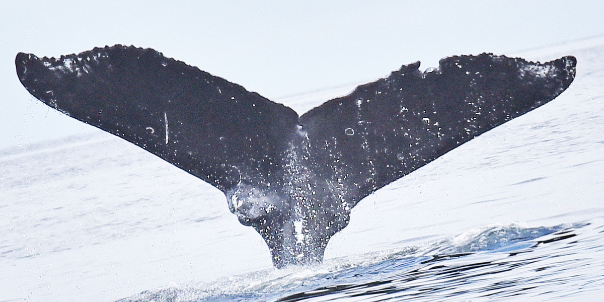 Fluke of Ocular (Salish Sea)