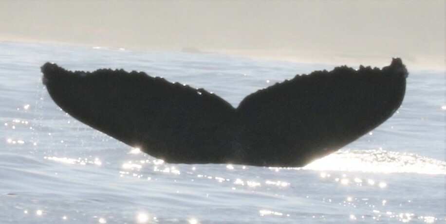 Fluke of Peak (British Columbia)