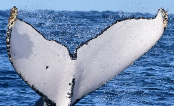 Fluke of Jaye Hark (Alaska)