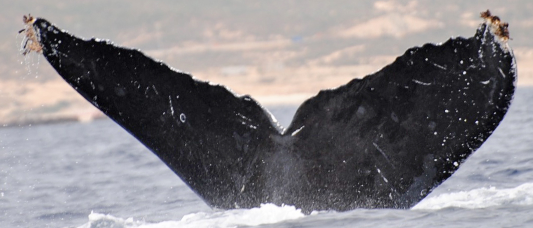 Fluke of CRC-10171
