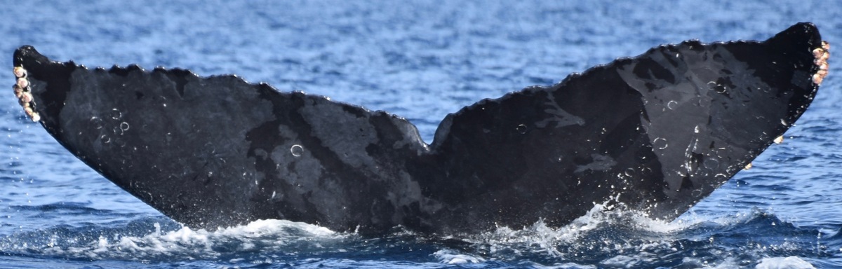 Fluke of CRC-12534