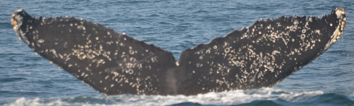 Fluke of CRC-16127