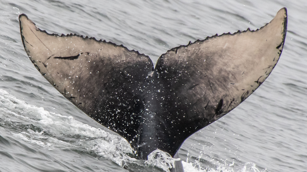 Fluke of 2019-2020 calf of CRC-12459