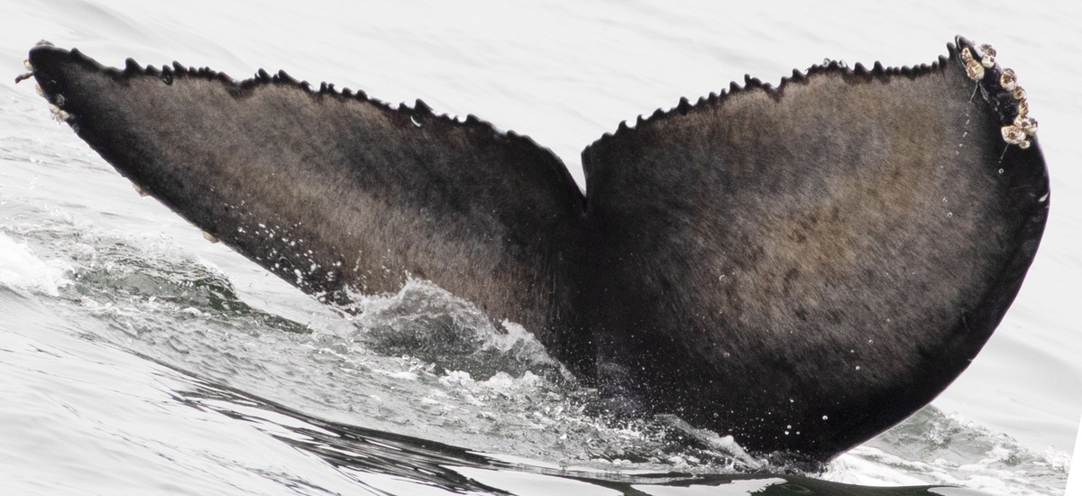 Fluke of 2019-2020 calf of Akimbo