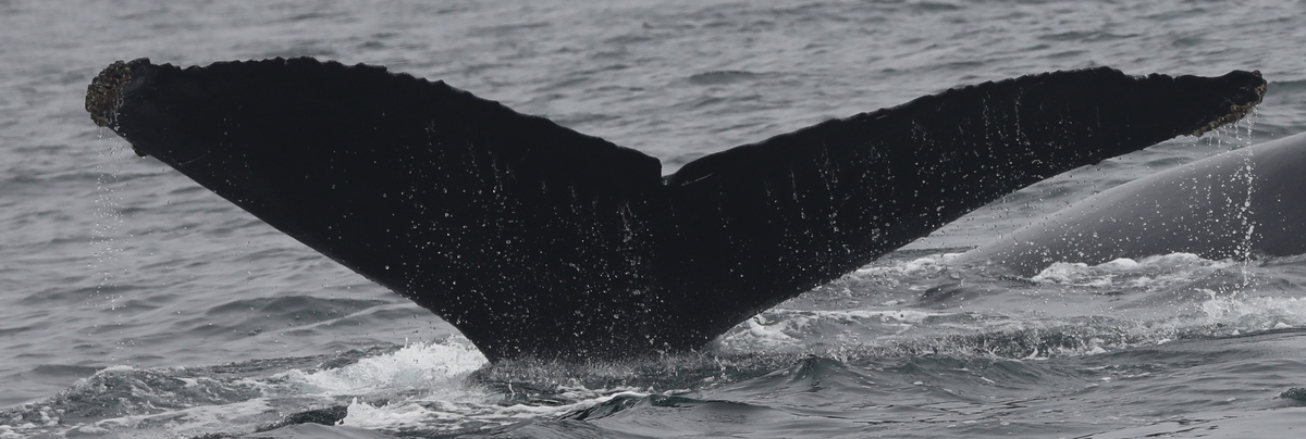 Fluke of CRC-12148