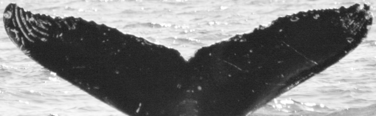 Fluke of TDI-16053