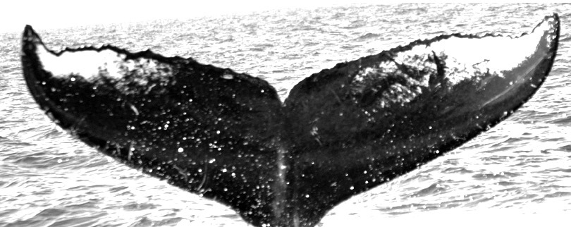 Fluke of TDI-16171