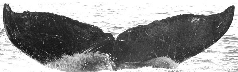 Fluke of TDI-16359