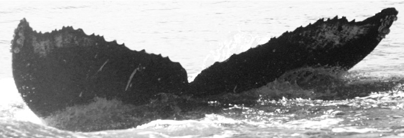 Fluke of TDI-16066