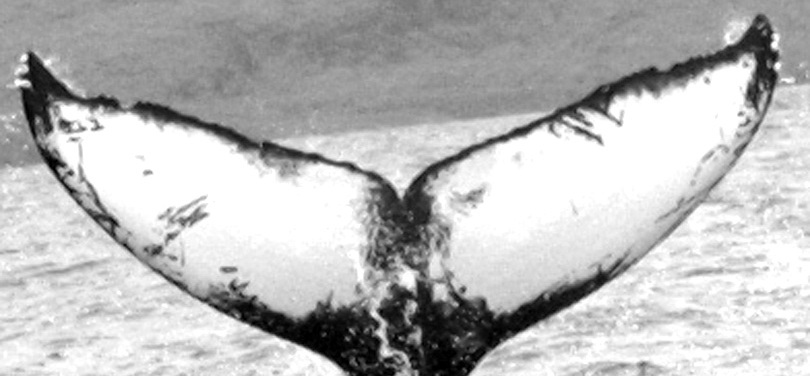 Fluke of TDI-16109
