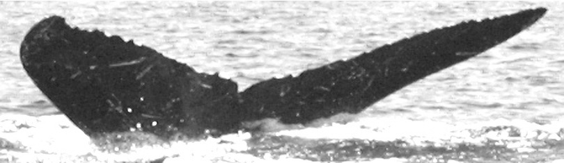 Fluke of TDI-16083