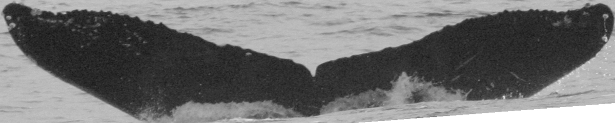 Fluke of TDI-16266