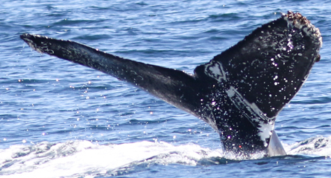 Fluke of Dancer (Salish Sea)