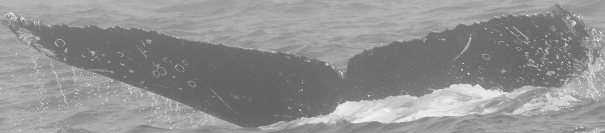 Fluke of CRC-15288