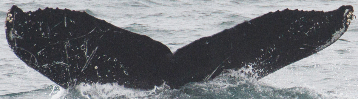 Fluke of CRC-16976