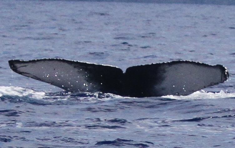 Fluke of PWF-NP_2364