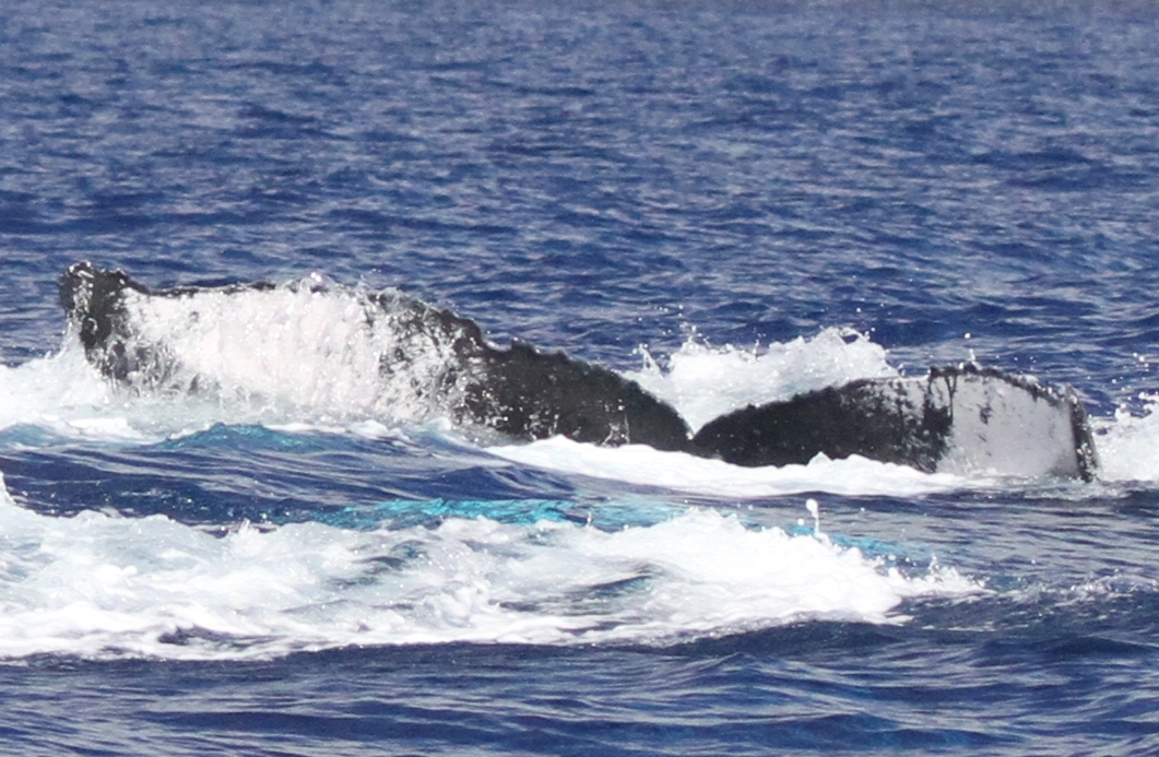 Fluke of PWF-NP_2363