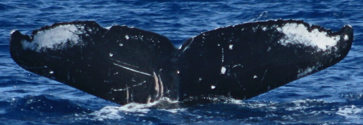 Fluke of HW-MN0442595