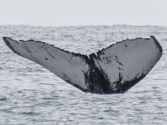 Fluke of MACOL-459