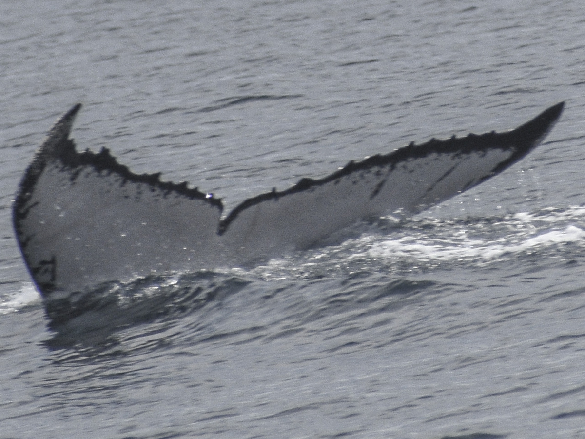 Fluke of MACOL-437
