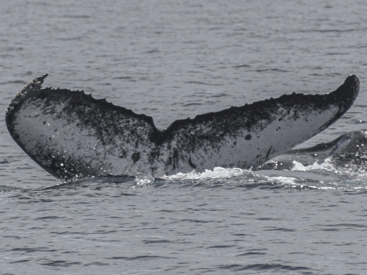Fluke of MACOL-436