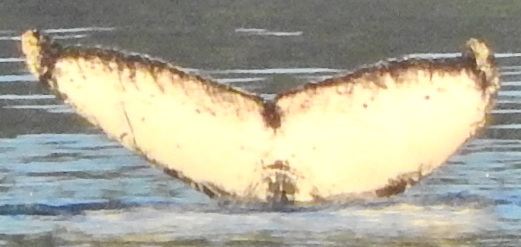 Fluke of Inukshuk (BC)
