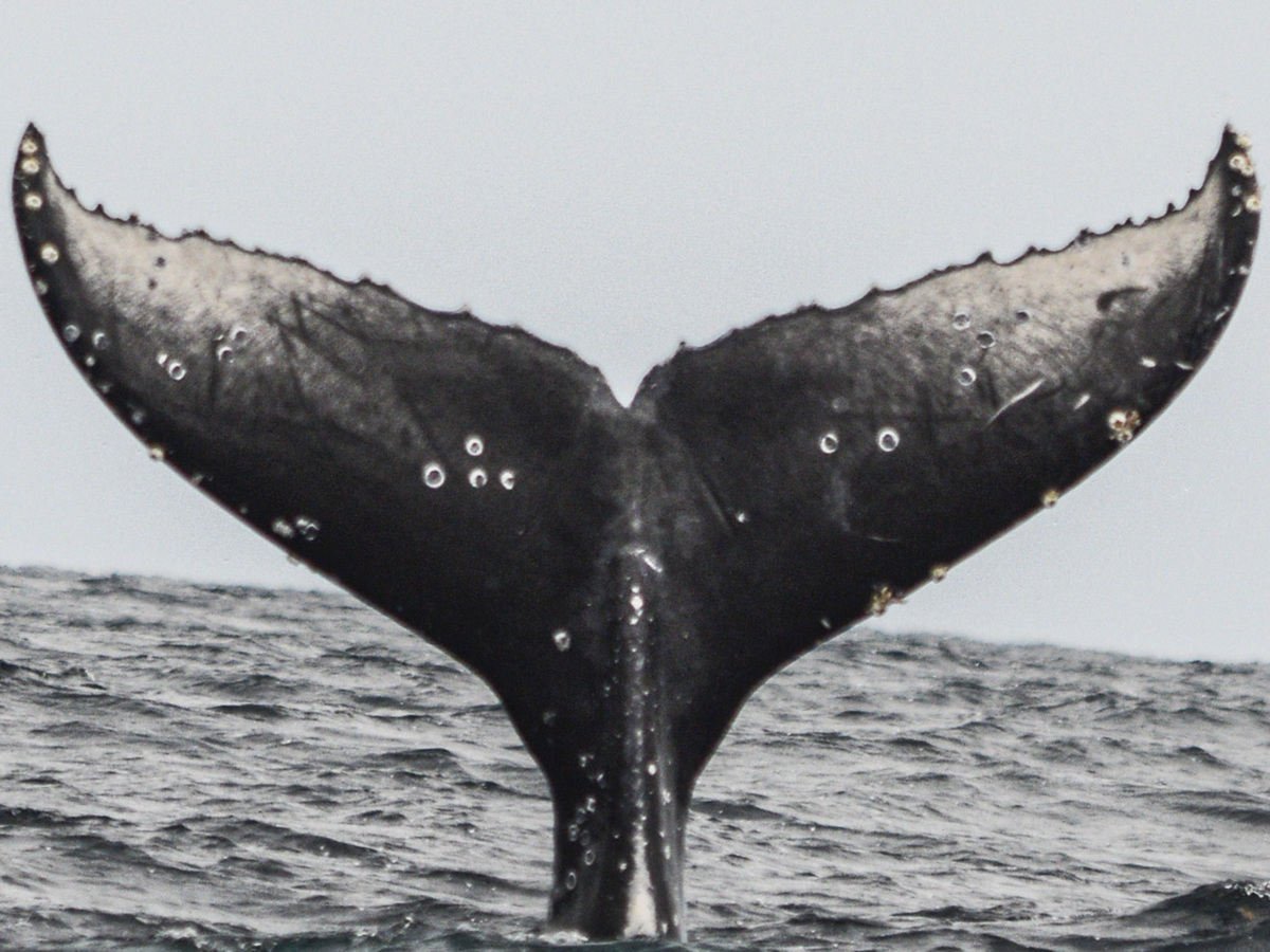 Fluke of MACOL-262