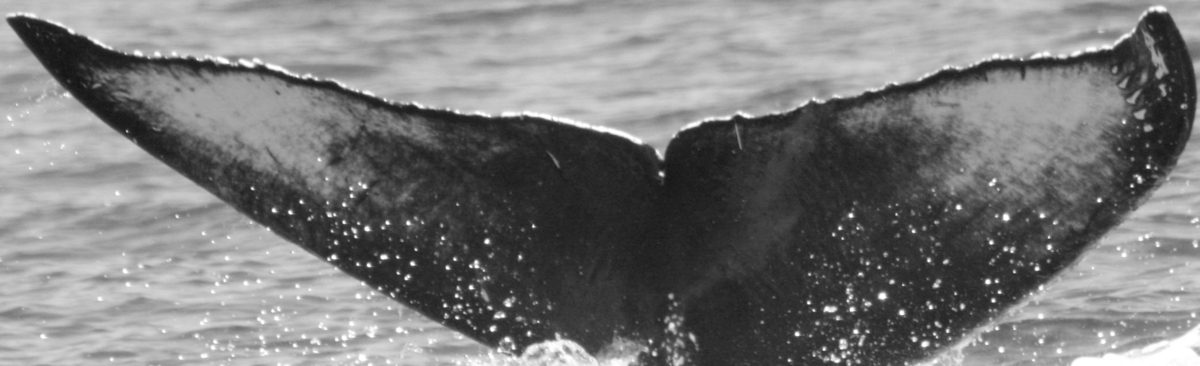 Fluke of SEAK-UASE-KMS-20171126-016