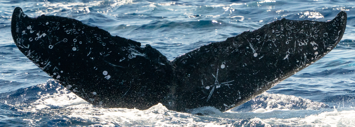 Fluke of HW-MN0442610