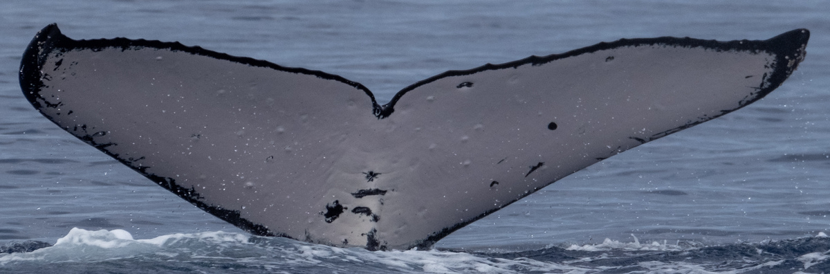 Fluke of HW-MN0442615