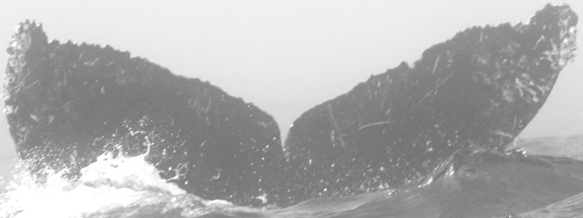 Fluke of CRC-11608
