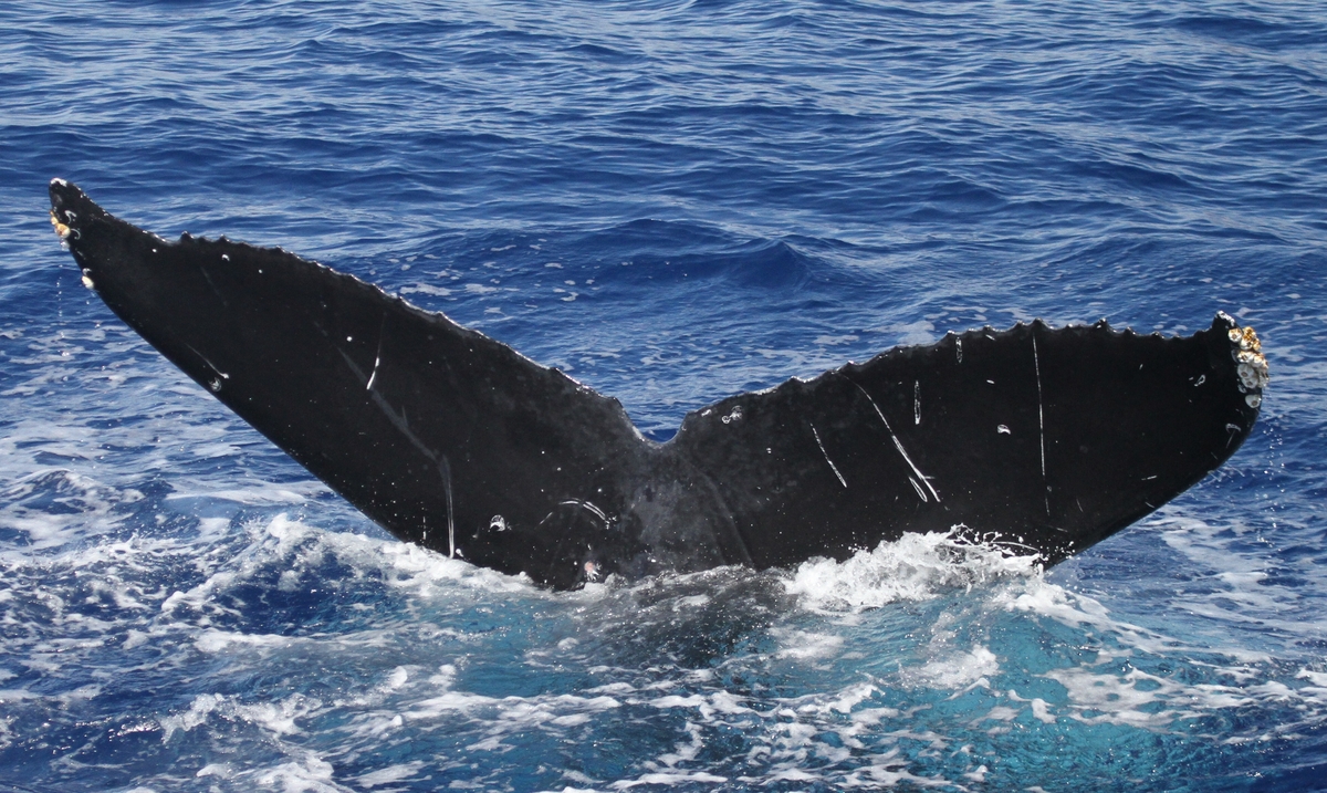 Fluke of HW-MN0442649