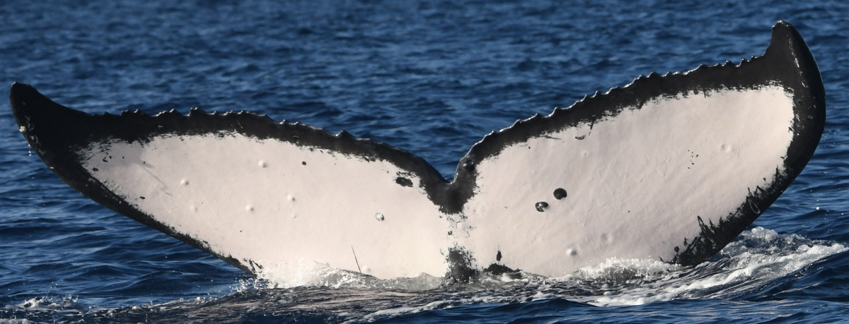 Fluke of HW-MN0442655