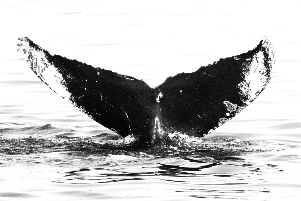 Fluke of CRC-11244
