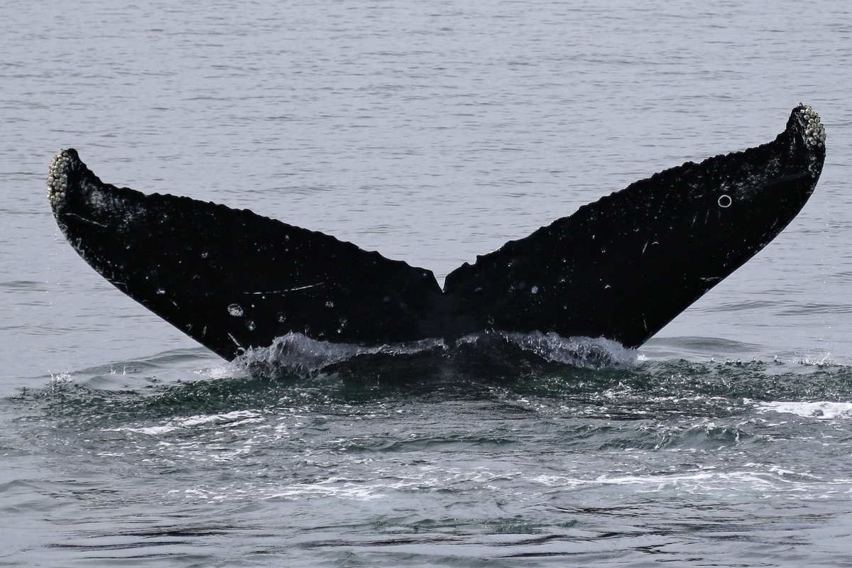 Fluke of Marlinspike aka Rorrippa (FS)