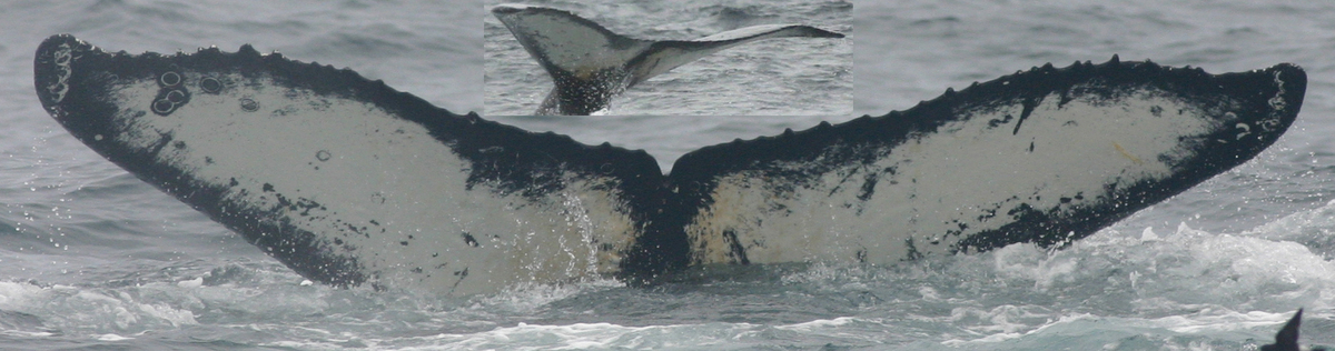 Fluke of IBJ-1078