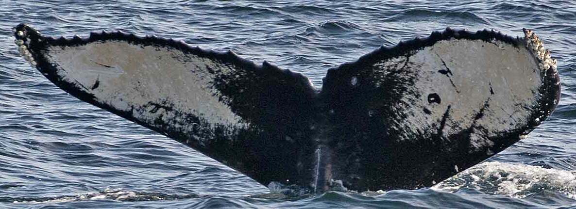 Fluke of CRC-20146